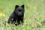 SCHIPPERKE 278